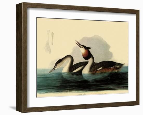 Great Crested Grebes-John James Audubon-Framed Giclee Print