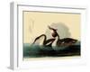 Great Crested Grebes-John James Audubon-Framed Giclee Print