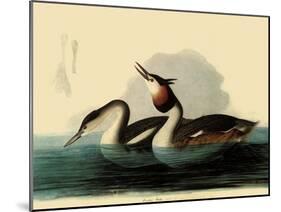 Great Crested Grebes-John James Audubon-Mounted Giclee Print