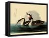 Great Crested Grebes-John James Audubon-Framed Stretched Canvas