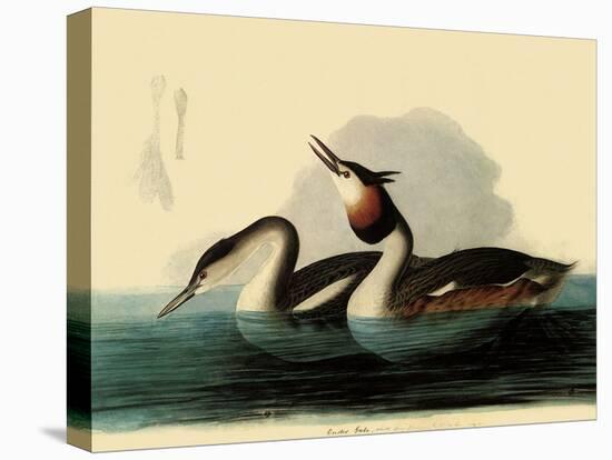 Great Crested Grebes-John James Audubon-Stretched Canvas