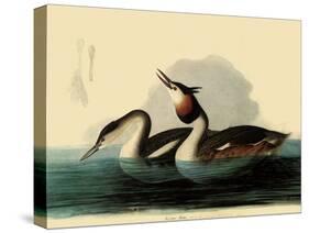 Great Crested Grebes-John James Audubon-Stretched Canvas