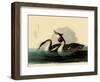 Great Crested Grebes-John James Audubon-Framed Giclee Print