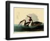 Great Crested Grebes-John James Audubon-Framed Giclee Print