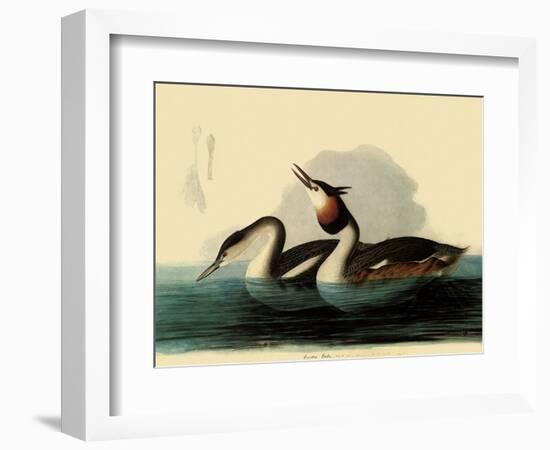 Great Crested Grebes-John James Audubon-Framed Giclee Print