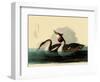Great Crested Grebes-John James Audubon-Framed Giclee Print