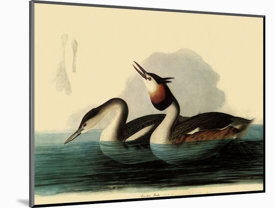 Great Crested Grebes-John James Audubon-Mounted Giclee Print