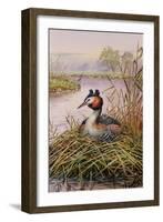 Great-Crested Grebes-Carl Donner-Framed Giclee Print