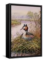 Great-Crested Grebes-Carl Donner-Framed Stretched Canvas