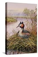 Great-Crested Grebes-Carl Donner-Stretched Canvas