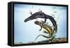 Great-Crested Newt Male and Female-null-Framed Stretched Canvas