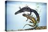 Great-Crested Newt Male and Female-null-Stretched Canvas