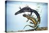 Great-Crested Newt Male and Female-null-Stretched Canvas