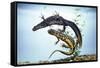 Great-Crested Newt Male and Female-null-Framed Stretched Canvas