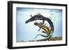 Great-Crested Newt Male and Female-null-Framed Photographic Print