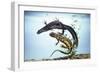 Great-Crested Newt Male and Female-null-Framed Photographic Print