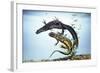 Great-Crested Newt Male and Female-null-Framed Photographic Print