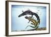 Great-Crested Newt Male and Female-null-Framed Photographic Print