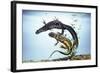 Great-Crested Newt Male and Female-null-Framed Photographic Print