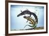 Great-Crested Newt Male and Female-null-Framed Photographic Print