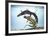 Great-Crested Newt Male and Female-null-Framed Photographic Print