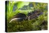 Great Crested Newt Single Adult Male Photographed-null-Stretched Canvas