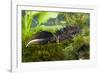 Great Crested Newt Single Adult Male Photographed-null-Framed Photographic Print