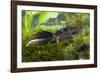 Great Crested Newt Single Adult Male Photographed-null-Framed Photographic Print