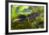 Great Crested Newt Single Adult Male Photographed-null-Framed Photographic Print