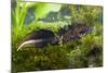 Great Crested Newt Single Adult Male Photographed-null-Mounted Photographic Print