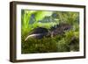 Great Crested Newt Single Adult Male Photographed-null-Framed Photographic Print