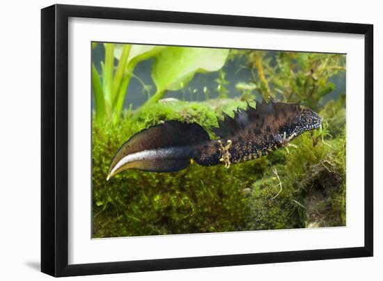 Great Crested Newt Single Adult Male Photographed-null-Framed Photographic Print