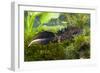 Great Crested Newt Single Adult Male Photographed-null-Framed Photographic Print