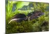 Great Crested Newt Single Adult Male Photographed-null-Mounted Photographic Print