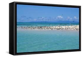 Great Crested Tern (Sterna bergii) and Common Noddy (Anous stolidus) flock, Great Barrier Reef-David Hosking-Framed Stretched Canvas