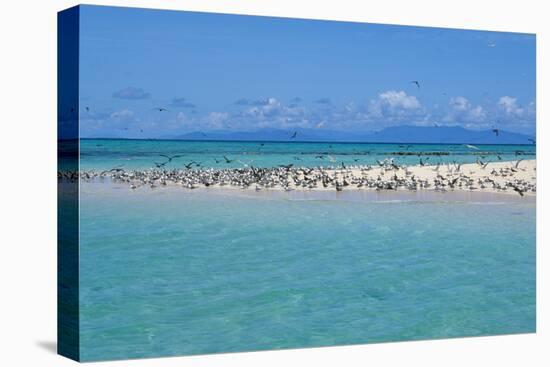 Great Crested Tern (Sterna bergii) and Common Noddy (Anous stolidus) flock, Great Barrier Reef-David Hosking-Stretched Canvas