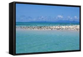 Great Crested Tern (Sterna bergii) and Common Noddy (Anous stolidus) flock, Great Barrier Reef-David Hosking-Framed Stretched Canvas