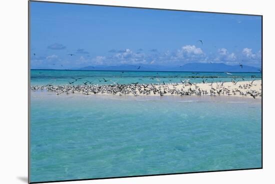 Great Crested Tern (Sterna bergii) and Common Noddy (Anous stolidus) flock, Great Barrier Reef-David Hosking-Mounted Photographic Print