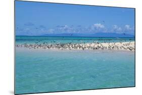 Great Crested Tern (Sterna bergii) and Common Noddy (Anous stolidus) flock, Great Barrier Reef-David Hosking-Mounted Photographic Print