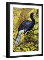 Great Curassow (Crax Rubra), Cracidae-null-Framed Giclee Print