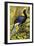 Great Curassow (Crax Rubra), Cracidae-null-Framed Giclee Print