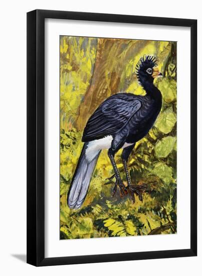 Great Curassow (Crax Rubra), Cracidae-null-Framed Giclee Print