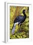 Great Curassow (Crax Rubra), Cracidae-null-Framed Giclee Print