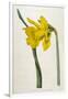 Great Daffodil-William Curtis-Framed Art Print