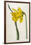 Great Daffodil-William Curtis-Framed Art Print