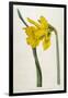 Great Daffodil-William Curtis-Framed Art Print