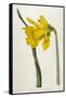 Great Daffodil-William Curtis-Framed Stretched Canvas