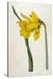 Great Daffodil-William Curtis-Stretched Canvas