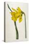 Great Daffodil-William Curtis-Stretched Canvas