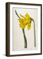 Great Daffodil-William Curtis-Framed Art Print